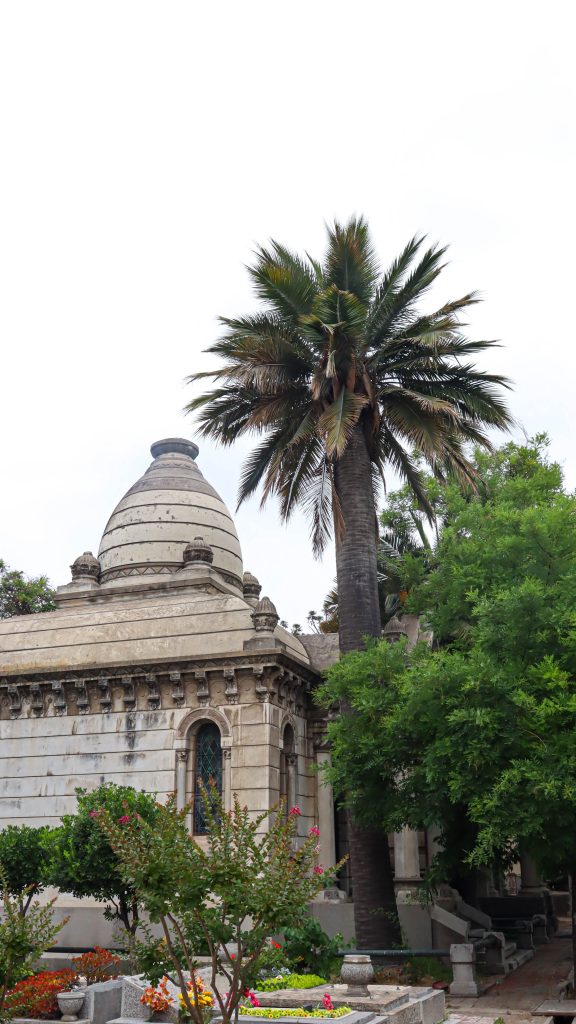 Cementerio General destaca protección internacional de la Palma Chilena e impulsa llamado al cuidado de nuestro patrimonio natural