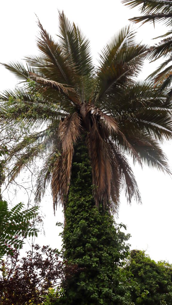 Cementerio General destaca protección internacional de la Palma Chilena e impulsa llamado al cuidado de nuestro patrimonio natural