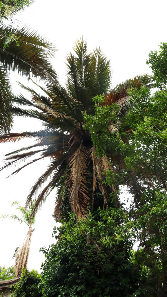 Cementerio General destaca protección internacional de la Palma Chilena e impulsa llamado al cuidado de nuestro patrimonio natural
