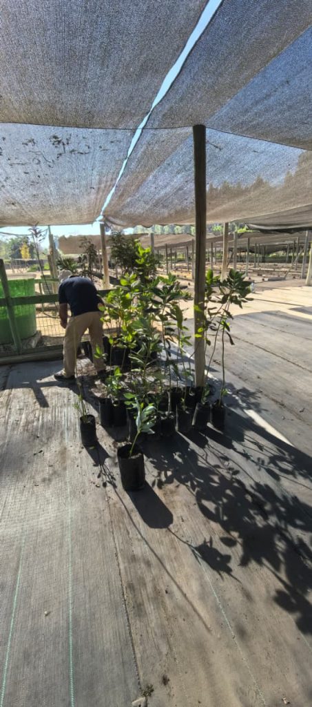 Cementerio General incorpora 80 especies nativas y avanza en su proyecto de Biocementerio