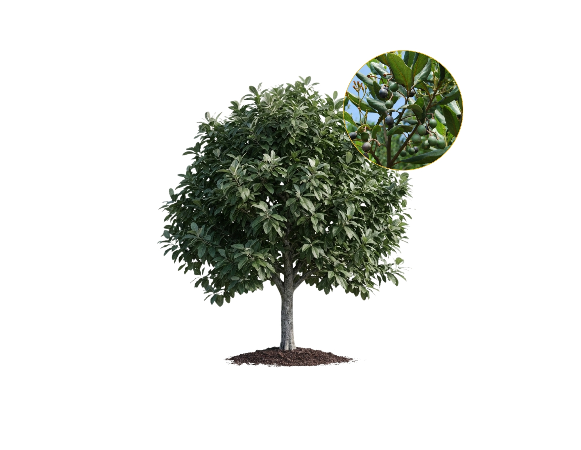 Árbol nativo Lingue