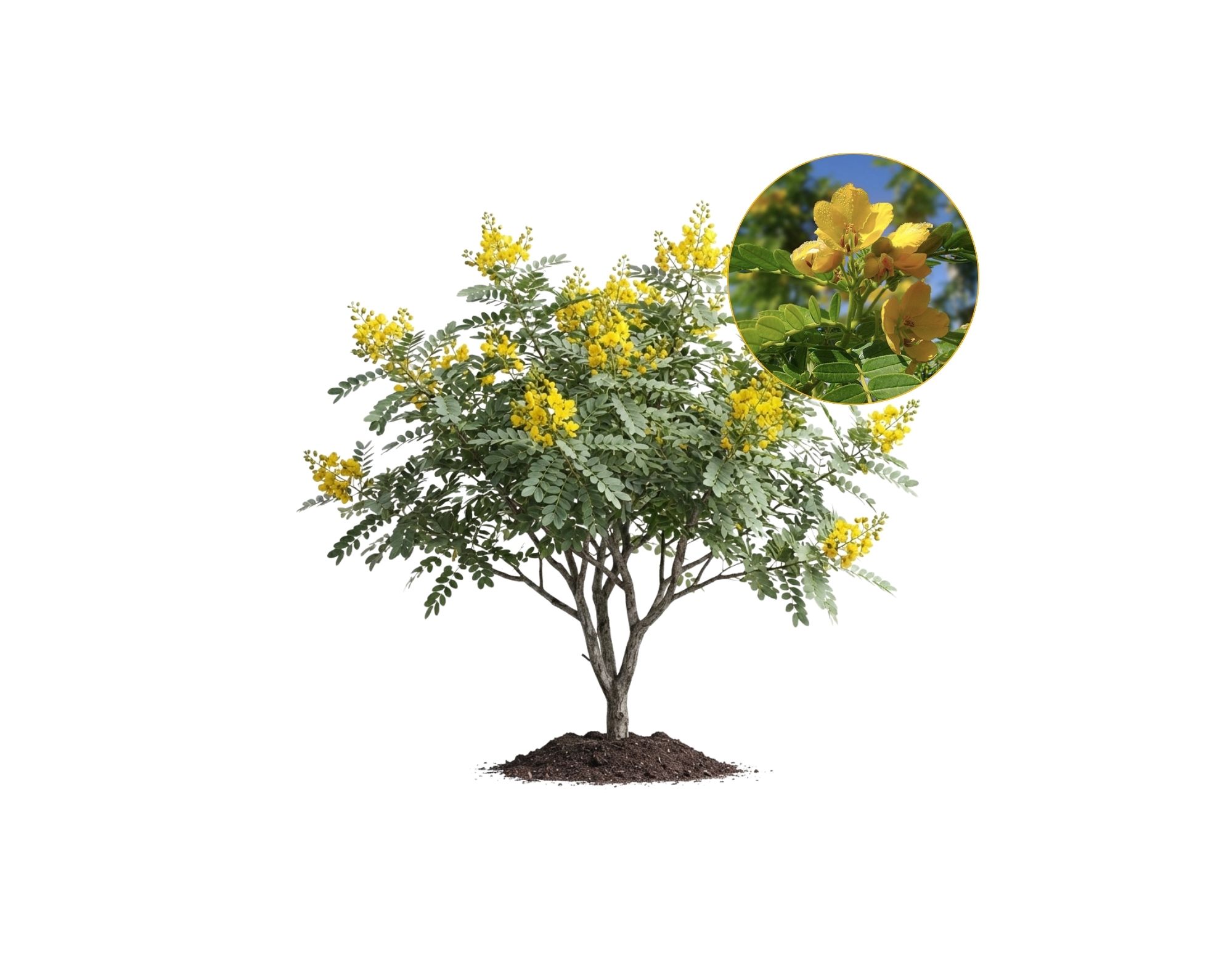 Árbol nativo Quebracho